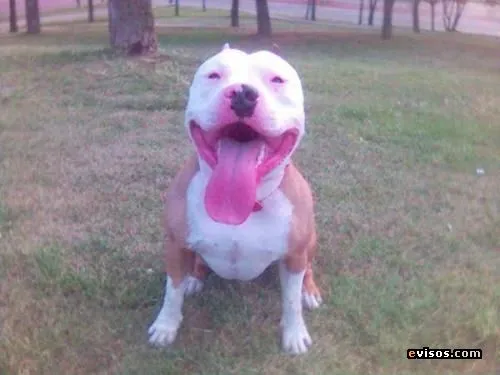 Pitbull American Bully Cachorros En Venta Articulos Compra Venta ...