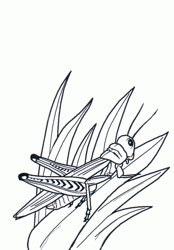 Dibujo de Saltamontes en las plantas. Dibujo para colorear de ...