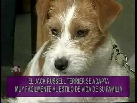 PORTESE BIEN, SEA ANIMAL -- Jack Russell Terrier, el perro de La ...