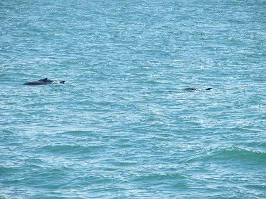 unos preciosos delfines - Picture of Planet Dolphin Cruises ...