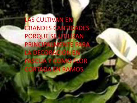 presentacion de la flor de alcatraz - YouTube