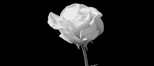 Rosas blancas gif animadas - Imagui
