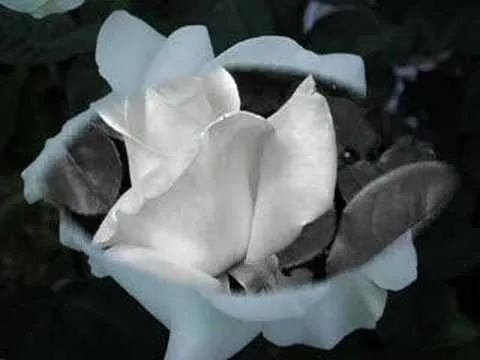 Rosas Blancas - YouTube