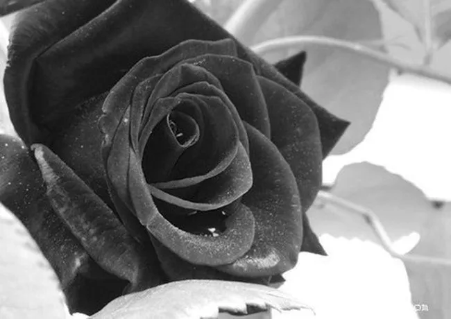 Rosas Negras para Sinde