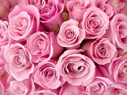 Rosas y Rosales - Tierra de Flores