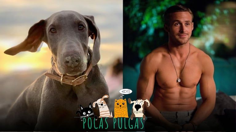 Ryan Gosling adoptó a Lucho: su primer perro desde la muerte de su mascota George | TN