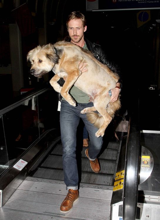 Ryan Gosling, en defensa de los animales