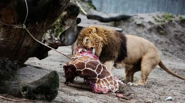 Sacrifican una jirafa bebé sana en un zoo de Dinamarca | Córdoba Times