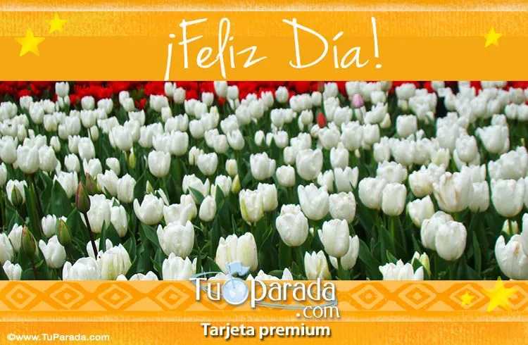 Saludos con tulipanes. Flores, ver tarjetas, postales virtuales
