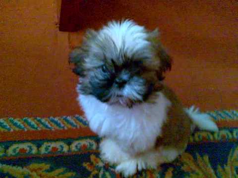Shitzu cachorro de 2 meses - YouTube