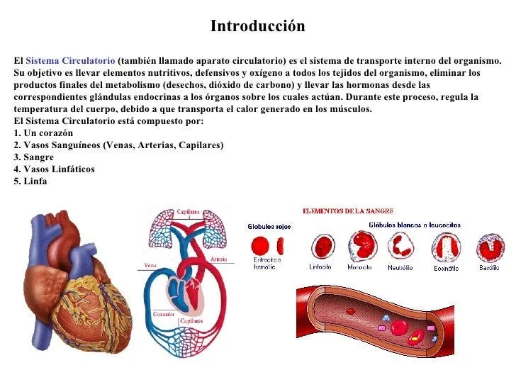 sistema-circulatorio-2-728.jpg ...