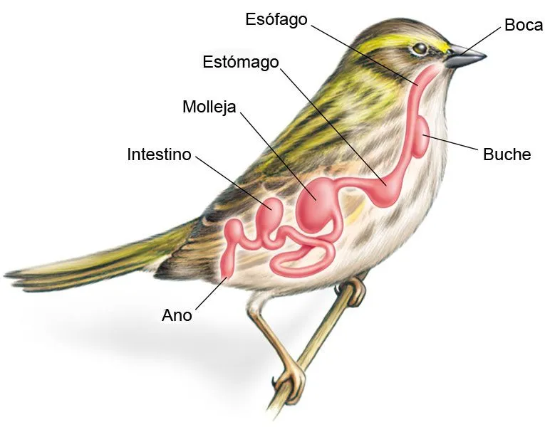 SISTEMA DIGESTIVO DE UN AVE Imagui