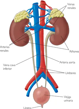 el sistema circulatorio en donde examinaras definiciones sobres los ...