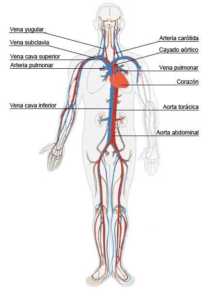 Esquema del sistema circulatorio para niños - Imagui