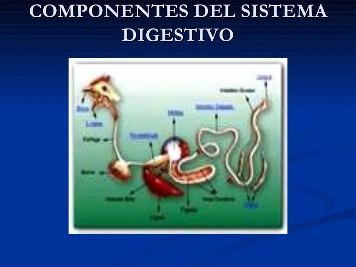 sistema-digestivo-de-aves-2- ...