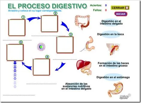 El proceso digestivo | Mi Clase En La Nube
