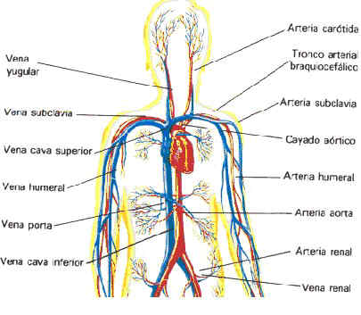 arteriasvenas.jpg