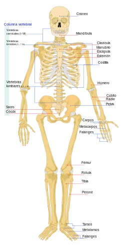 Huesos del cuerpo humano: Esqueleto humano: Partes, grupos, imágenes