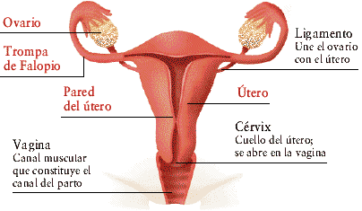Sistema Reproductivo