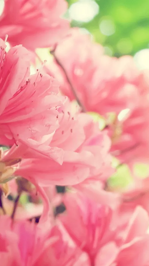 Spring Wallpapers for Chat – Android-Apps auf Google Play