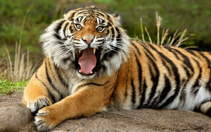 Sumatran Dangerous Tiger Wallpaper - http://www.56pic.com/animals ...