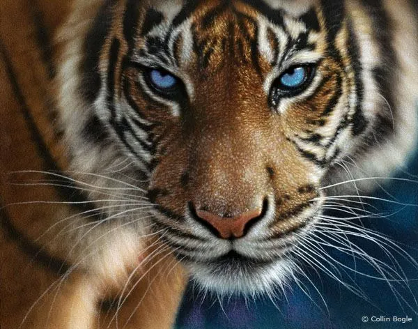 Tigre de ojos azules Amigos Mundiales | serunserdeluz