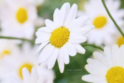 tipos de flores blancas | Cuidar de tus plantas es facilisimo.com