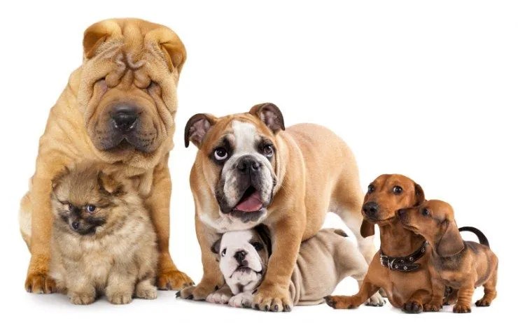 Tipos de manto en los perros | Blog | Mascotea