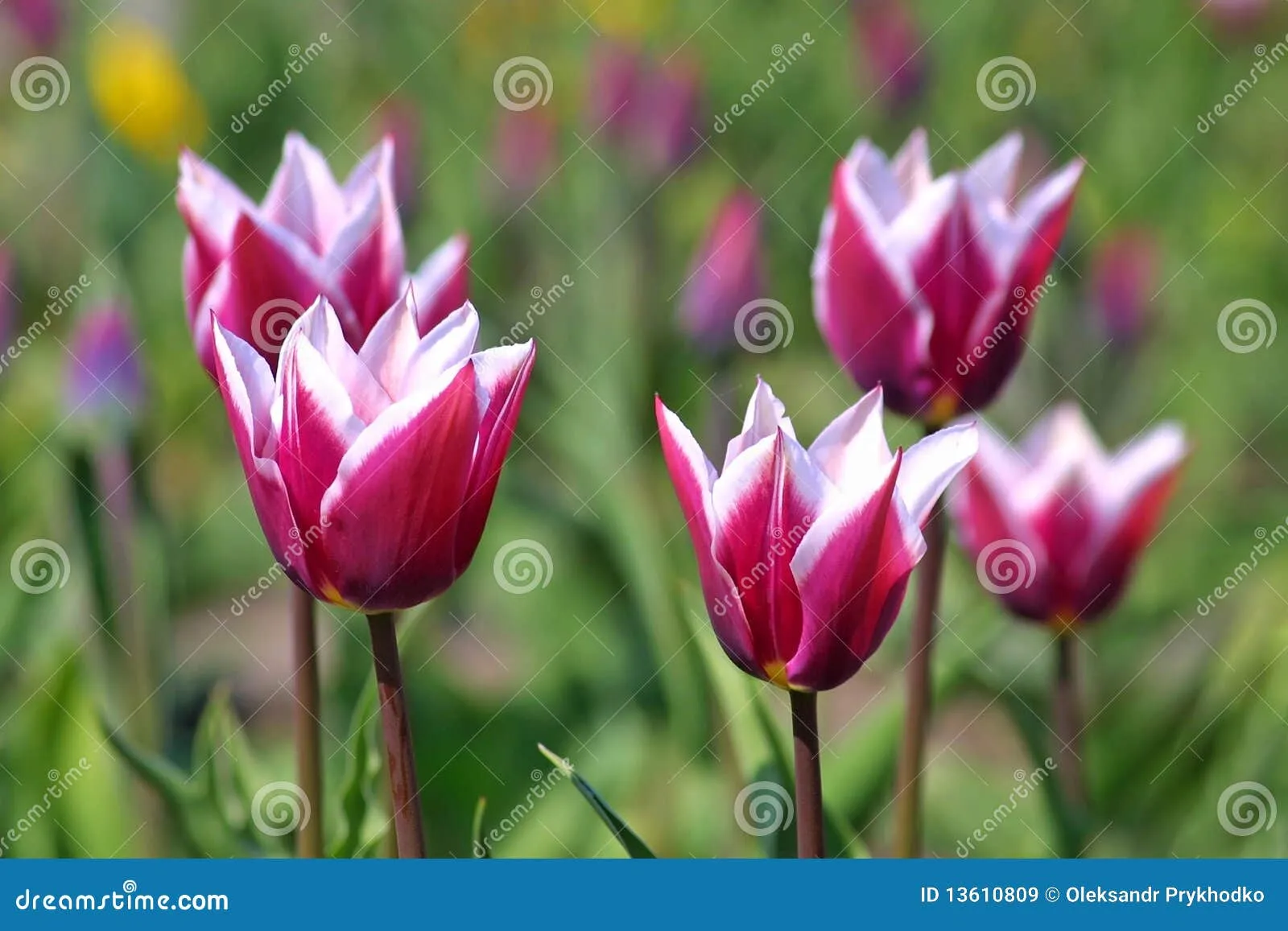 Tulipanes Violetas Imágenes de archivo libres de regalías - Imagen ...
