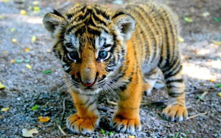Ultra HD tiger baby | Ultra HD Wallpapers | Pinterest | Tigers ...