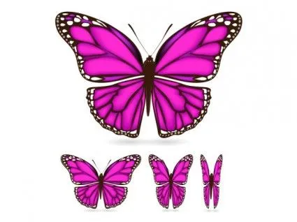 Vector borboleta - Imagui