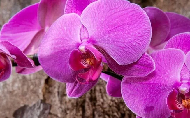 Veja como plantar orquídeas em árvores - Jardinagem - iG