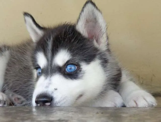 Vendo lindo cachorro husky siberiano ojos azules padres a la vista ...