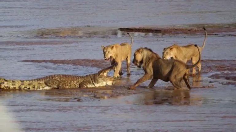 Video: batalla a muerte entre un cocodrilo y tres leones por un ...