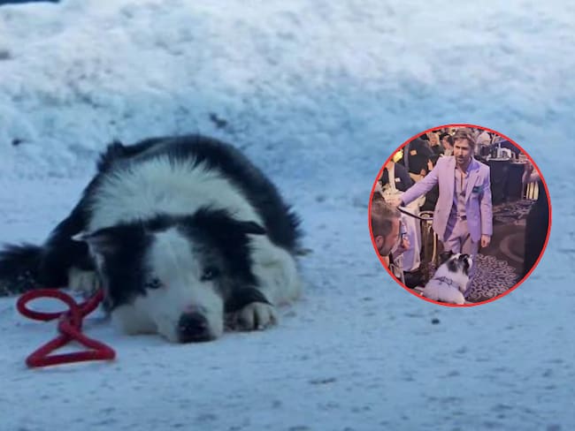 VIDEO: así fue el encuentro de Ryan Gosling con Messi, el perrito de 'Anatomy of a Fall'