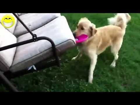 Videos graciosos 2014 - Videos de risa de Perros - YouTube