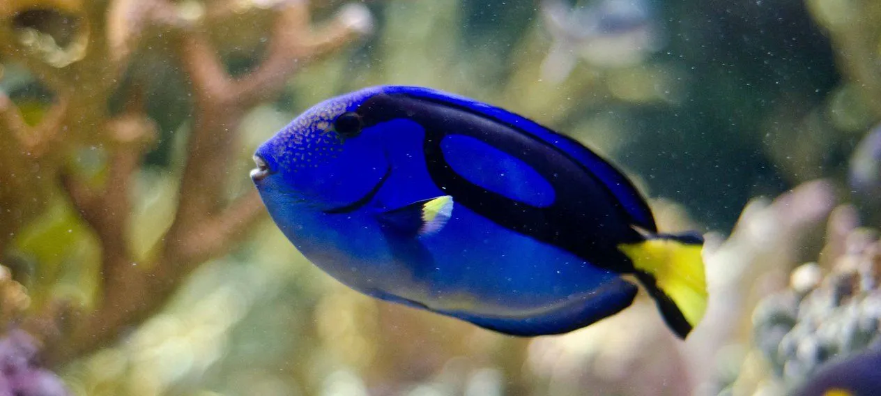 Why You Shouldn't Find A Blue Tang 'Dory' Fish In Your Tank