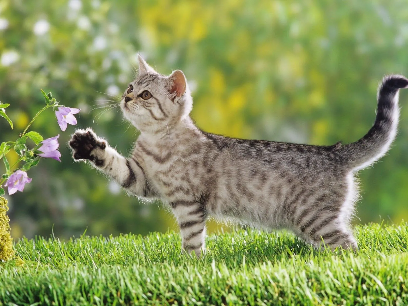 Fotos de gatos jugando en el jardin ~ Mejores Fotos del Mundo ...