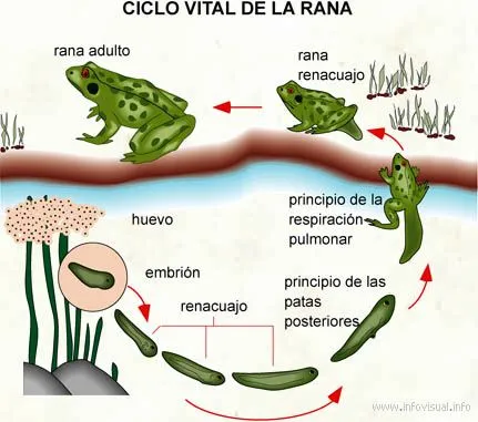 029+Ciclo+vital+de+la+rana.jpg