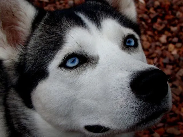 Fotos de perros con ojos azules - Imagui