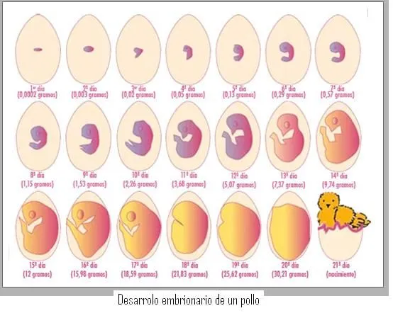 Desarrollo embrionario - Imagui