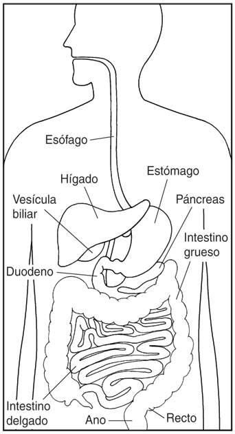 048 Histología - conocimientos.com.ve: enero 2011