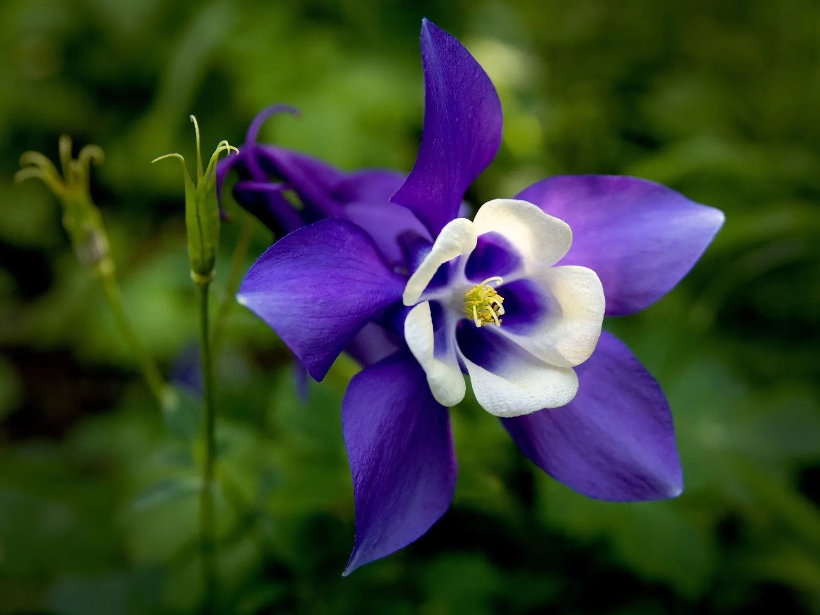 Fotos de hermosa flor color morada ~ Mejores Fotos del Mundo ...