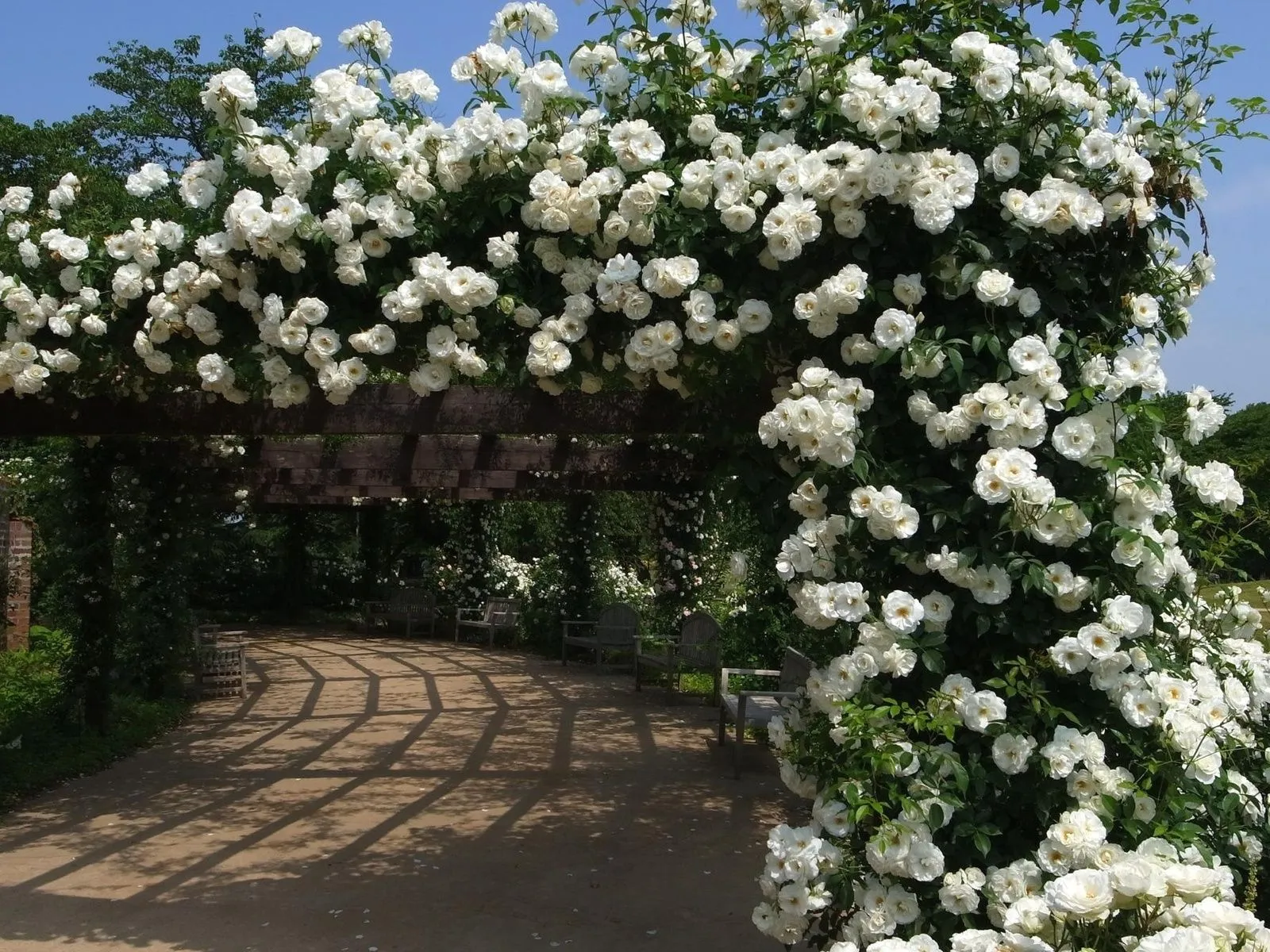 Fotos de pergola de rosas blancas ~ Mejores Fotos del Mundo ...