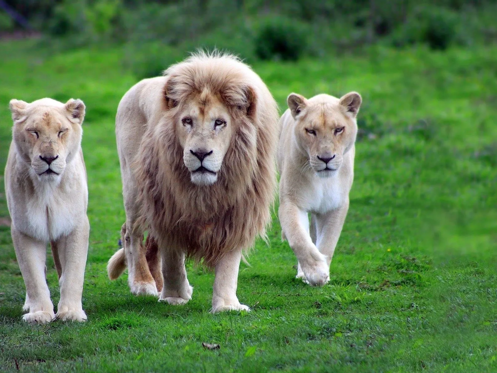 Fotos de trio de leones caminando ~ Mejores Fotos del Mundo ...