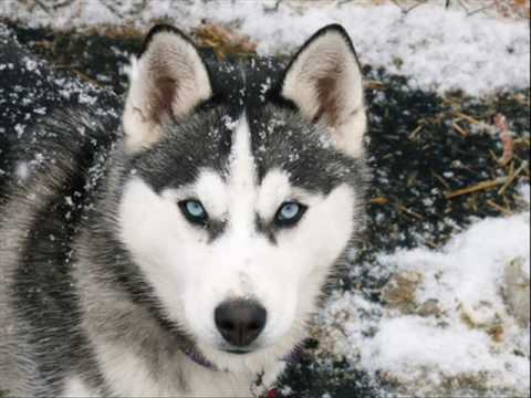 caracteristicas lobo siberiano - Videos | Videos relacionados con ...