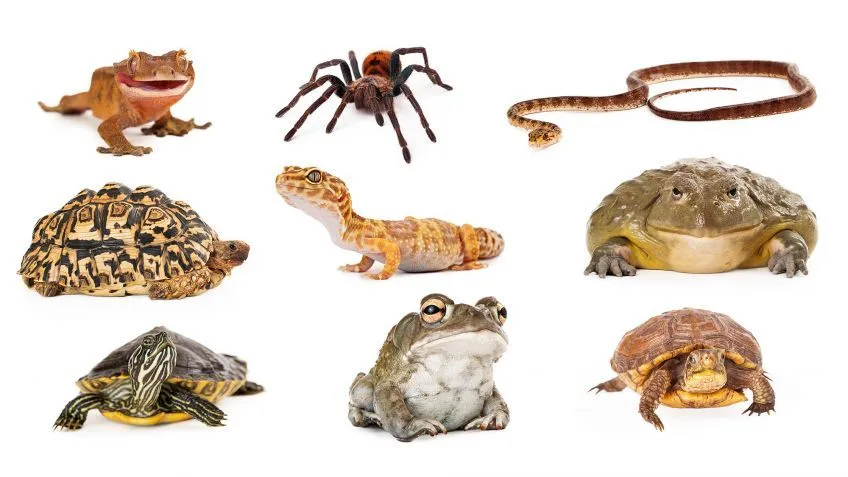 10 animales exóticos del grupo reptiles, anfibios y arácnidos ...