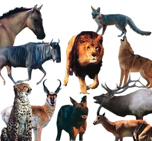 Los 10 animales más veloces del mundo | Los 10 más