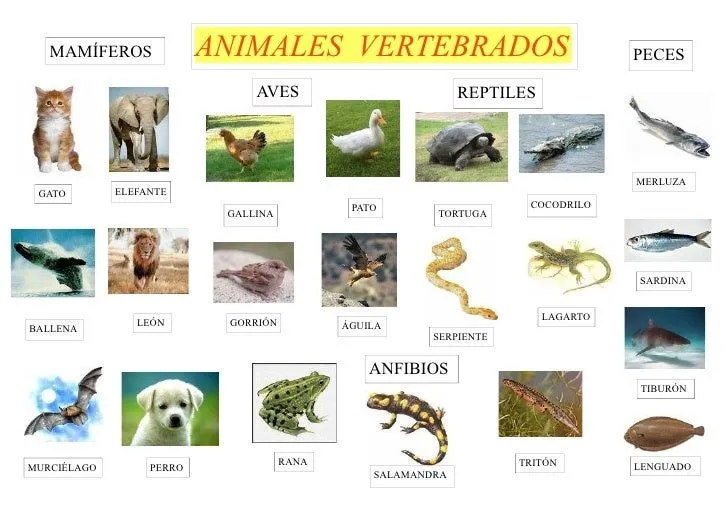 Figuras de animales vertebrados para imprimir - Imagui