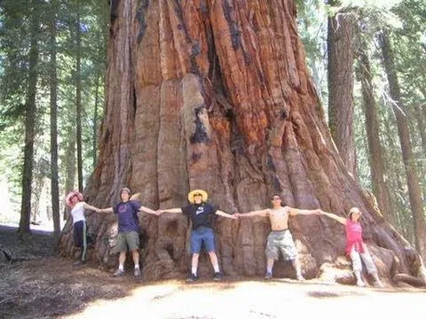 Los 10 arboles mas altos del mundo- maravillas de la naturaleza ...